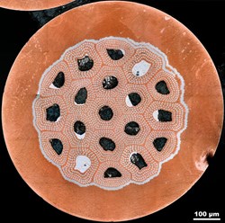 Cross-sectional view of internal-tin type strand. The dark areas are an effect of the sample preparation. Photos courtesy of Peter Lee, Florida State University. (Click to view larger version...)